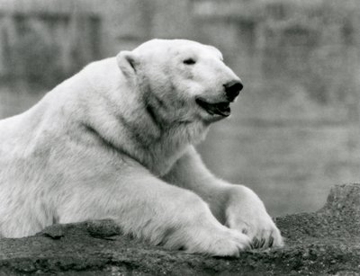 A Polar Bear resting on a rocky ledge at London Zoo in 1931 (b/w photo) by Frederick William Bond