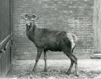 Boynuzları tomurcuklanan bir Kızıl Geyik, Londra Hayvanat Bahçesi, Ağustos 1928 (s/b fotoğraf) by Frederick William Bond