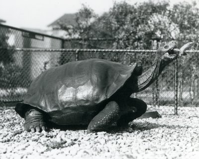 Bir Saddleback, Galapagos Kaplumbağası bir sopa üzerinde bir muzla beslenir (s/b fotoğraf) by Frederick William Bond