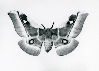 Bir Silkmoth, Bunaea caffraria, Londra Hayvanat Bahçesi