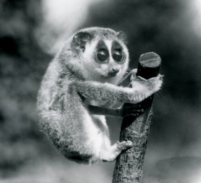 Bir dalın ucuna tutunan Slender Loris, Londra Hayvanat Bahçesi, Ağustos 1926 by Frederick William Bond