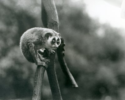 Bir daldan aşağı bakan bir İnce Loris, Londra Hayvanat Bahçesi, Ağustos 1926 by Frederick William Bond