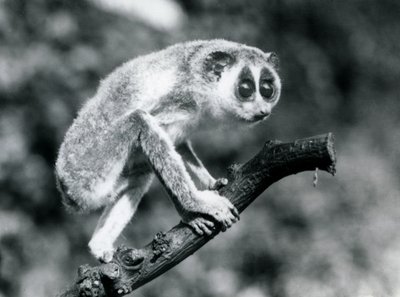 Dalda yürüyen İnce Loris, Londra Hayvanat Bahçesi, Ağustos 1926 by Frederick William Bond
