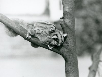 1931