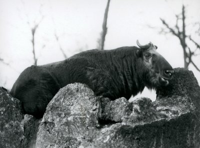 Sığır güderi veya Gnu keçisi olarak da bilinen bir Takin, bir kayanın üzerinde duruyor, Londra Hayvanat Bahçesi, 1925 by Frederick William Bond