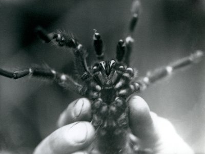 Dişlerini aşağıdan göstermek için kaldırılan bir Tarantula, Londra Hayvanat Bahçesi, Ekim 1925 by Frederick William Bond