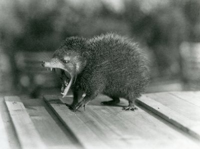 Ağzı açık, geniş ağzını ve keskin dişlerini gösteren bir Tenrec, Londra Hayvanat Bahçesi by Frederick William Bond