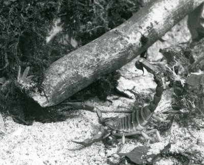 1928