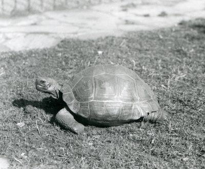 1926
