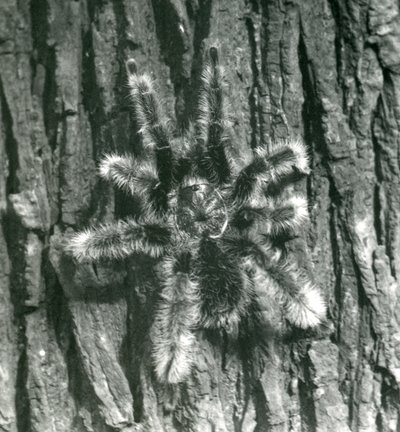 Bir ağaç gövdesinin kabuğu üzerinde bir Trinidad Chevron Tarantula, Londra Hayvanat Bahçesi, Ekim 1926 by Frederick William Bond
