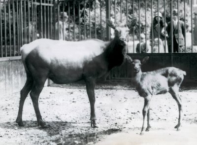 Londra Hayvanat Bahçesi, barların arasından bakan ziyaretçilerin bulunduğu padoklarında geyik yavrusuyla bir Wapiti/Elk by Frederick William Bond