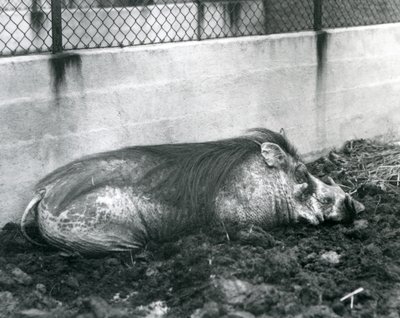 Çamurda uyuyan bir Warthog, Londra Hayvanat Bahçesi, Temmuz 1927 (s/b fotoğraf) by Frederick William Bond