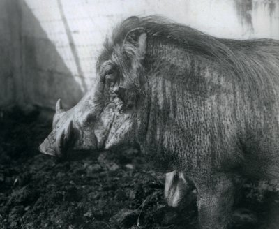 Çamur içinde duran bir Warthog, Londra Hayvanat Bahçesi, 1927 by Frederick William Bond