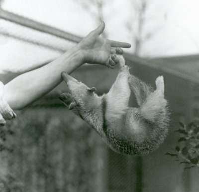Genç Yakalı Tamandua, bekçinin koluna tutunmak için uzanırken kavrayıcı kuyruğuyla bakıcısının parmaklarına asılı, Londra Hayvanat Bahçesi, Nisan 1925 by Frederick William Bond