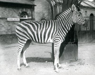 1925