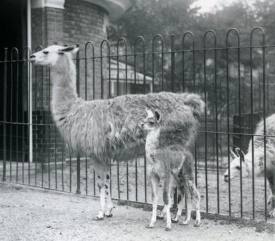 1926 Londra Hayvanat Bahçesi