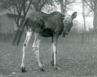 Yakın zamanda dökülen boynuzlarının yaraları olan bir boğa ElkMoose, Ocak 1926