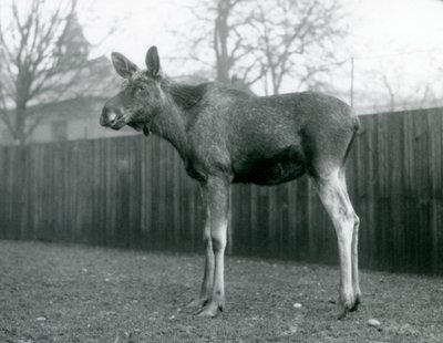 Yakın zamanda dökülen boynuzlarının yaraları olan bir boğa ElkMoose, Ocak 1926