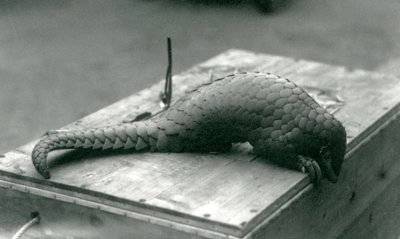 Üzerinde oturduğu tahta sandığın kenarından aşağı bakan, kritik derecede nesli tükenmekte olan bir Çin Pangolini, Londra Hayvanat Bahçesi, Temmuz 1925 by Frederick William Bond