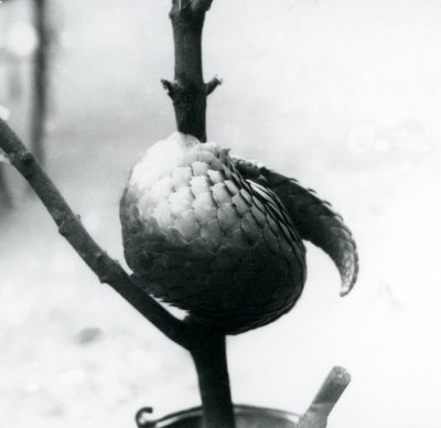 Dikey bir dalın etrafında kıvrılmış, kritik derecede nesli tükenmekte olan bir Çin Pangolini, Londra Hayvanat Bahçesi, Temmuz 1925 by Frederick William Bond