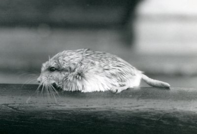 Şişman kuyruklu / duprasi gerbil, Londra Hayvanat Bahçesi, Temmuz 1925 (s/b fotoğraf) by Frederick William Bond