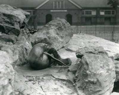 Yavrularını beslerken kayalık bir terasta yatan bir dişi Kaliforniya deniz aslanı, Londra Hayvanat Bahçesi, Temmuz 1925 by Frederick William Bond