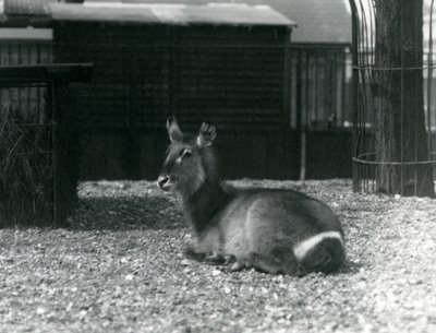 Bir dişi Waterbuck, Kobus ellipsprymnus, Londra Hayvanat Bahçesi