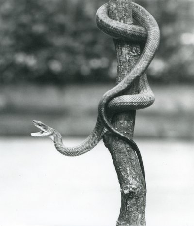 Ağzı açık bir Texas Rat Snake, Ağustos 1928