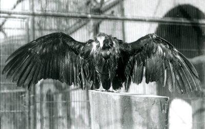 Kukuletalı bir akbaba, kanatlarını açmış bir kütüğün üzerinde duruyor, 1930