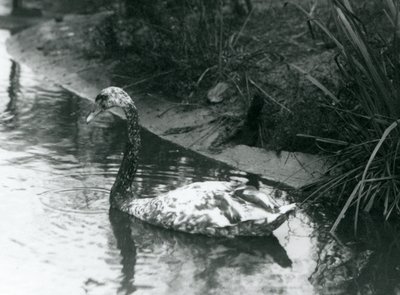 Bir melez kuğu, Mute x Black, 1927