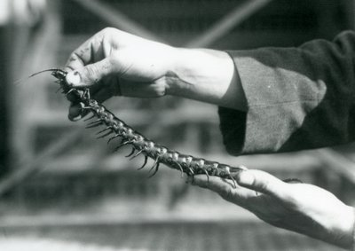 Elinde Dev Kırkayak tutan bir kaleci, Londra Hayvanat Bahçesi, 1927 by Frederick William Bond