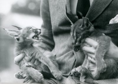 Kucağında bir çift Caracal kedisi tutan bir bekçi, Londra Hayvanat Bahçesi, 1924 by Frederick William Bond