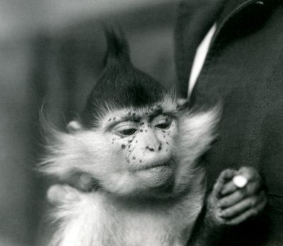 Bir kaleci elinde Çiller, bir Kara Tepeli veya Kongo Mangabey, Londra Hayvanat Bahçesi, 1924 by Frederick William Bond