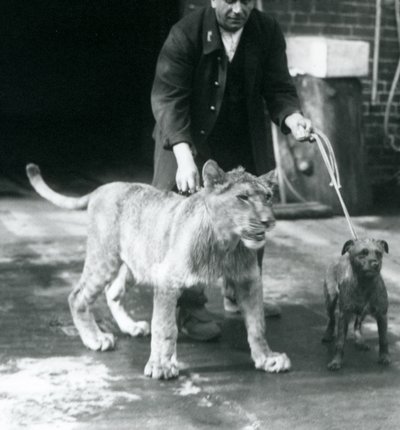 Bir köpek ve genç aslanı yürüyüşe çıkaran bir bekçi, Londra Hayvanat Bahçesi, Ağustos 1925 (s/b fotoğraf) by Frederick William Bond