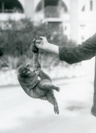 Bir kinkajou, kavrayıcı kuyruğuyla koruyucunun parmağına asılmış, Londra Hayvanat Bahçesi, Eylül 1925 by Frederick William Bond