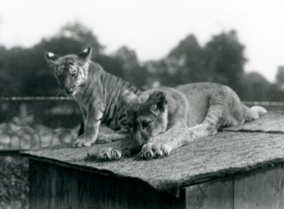 Bir aslan ve kaplan yavrusu, inlerinin çatısında yan yana oturuyorlar, Londra Hayvanat Bahçesi, Eylül 1925 (s/b fotoğraf) by Frederick William Bond