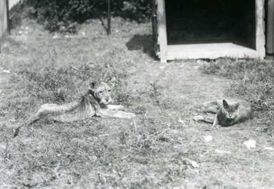 Bir aslan yavrusu, bir çimenlikte, açık bir tahta sandık yakınında, evcil bir kediyle birlikte, Londra Hayvanat Bahçesi, Temmuz 1925 by Frederick William Bond