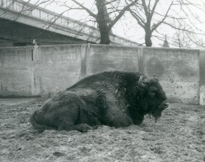 Padokunda çimenlerin üzerinde yatan bir erkek Avrupa Bizonu, Londra Hayvanat Bahçesi, 1927 by Frederick William Bond