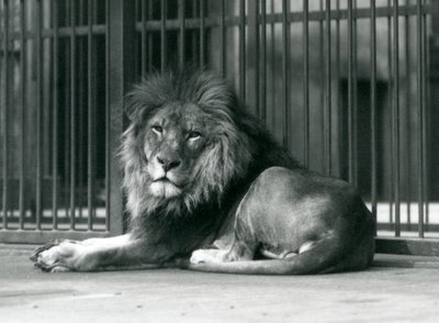 Kafesinin parmaklıklarına yaslanmış bir erkek Aslan, Londra Hayvanat Bahçesi, Eylül 1927 by Frederick William Bond