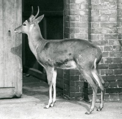 Bir erkek SouthernCommon Reedbuck veya Reitbok antilop evinin kapısında duruyor, Londra Hayvanat Bahçesi, 6 Ekim 1927 by Frederick William Bond