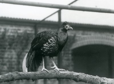 1928