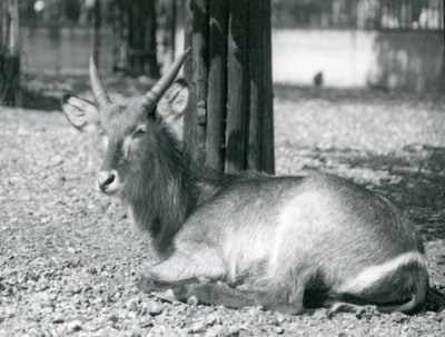 Bir erkek Waterbuck, Kobus ellipsprymnus, Londra Hayvanat Bahçesi