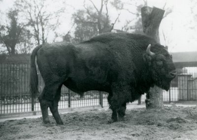 Onun padokunda çimenlerin üzerinde duran bir erkek boğa Avrupa Bizonu. Londra Hayvanat Bahçesi, Ekim 1927. Savunmasız Avrupa Bizonu, Wisent veya Avrupa Ahşap Bizonu olarak da bilinir. by Frederick William Bond