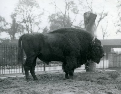 Onun padokunda çimenlerin üzerinde duran bir erkek boğa Avrupa Bizonu. Londra Hayvanat Bahçesi, Ekim 1927. Savunmasız Avrupa Bizonu, Wisent veya Avrupa Ahşap Bizonu olarak da bilinir. by Frederick William Bond