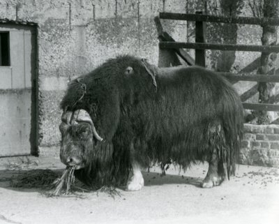 Olgun bir boğa Muskox, aynı zamanda Misk öküzü ve Misk-öküzünün ayakta durduğunu, 1931