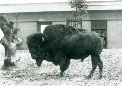 Neredeyse tehdit altında olan bir Amerikan Bizon Buffalo boğası, padokunda duruyor, Londra Hayvanat Bahçesi, 1927 by Frederick William Bond