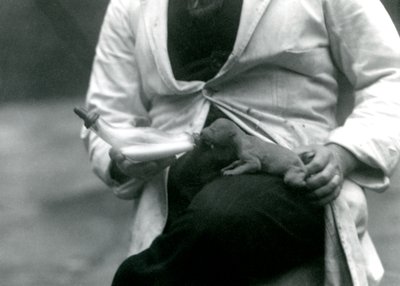 Yeni doğmuş bir Aslan yavrusu, bakıcısı tarafından biberonla besleniyor, Londra Hayvanat Bahçesi, 1923 by Frederick William Bond