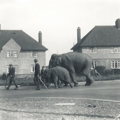 Tilbury'den ZSL Whipsnade'e yürüyen bir çift Hint fili by Frederick William Bond