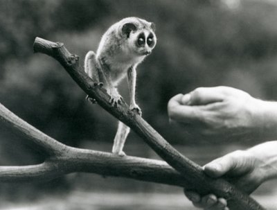 Bir bekçi tarafından tutulan bir dalda duran ince bir loris, Londra Hayvanat Bahçesi, Ağustos 1926 by Frederick William Bond