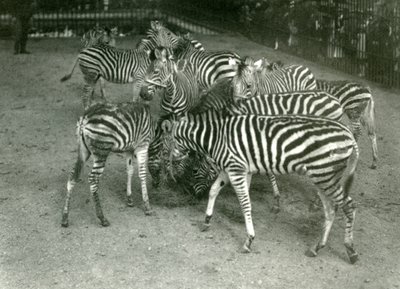 1923